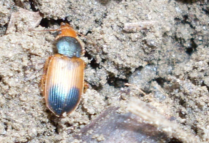 Creophilus maxillosus (Staphilinidae) e Diachromus germanus (Carabidae)